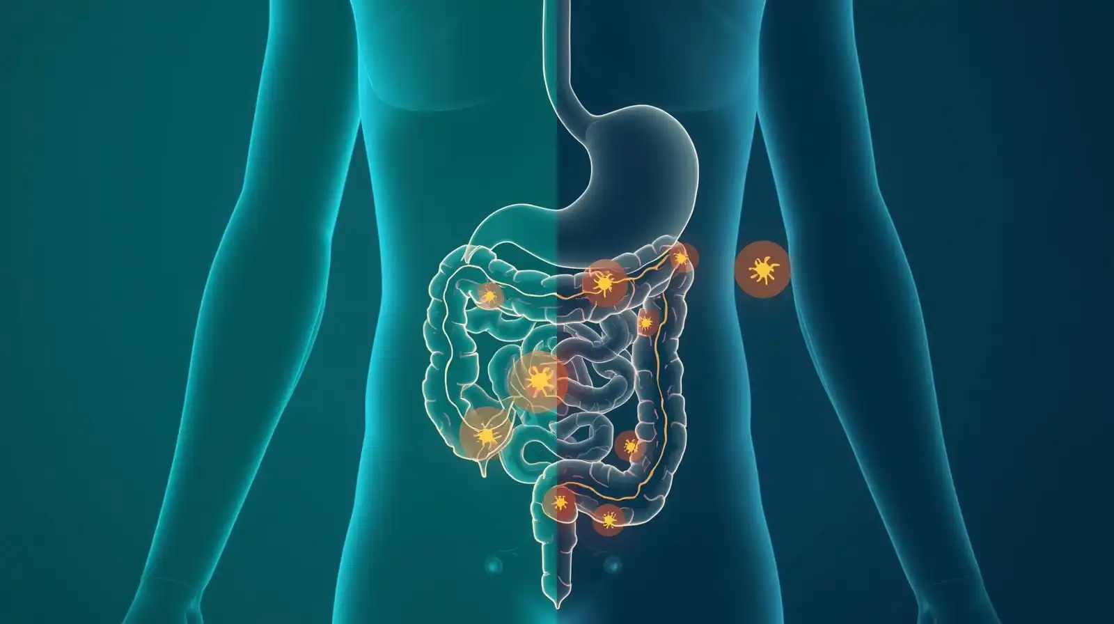 Medical illustration of the digestive system showing stomach and colon anatomy